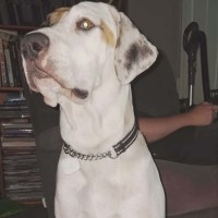 Photo of Dakota
