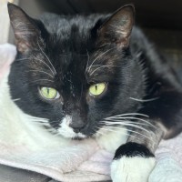 Photo of Tux