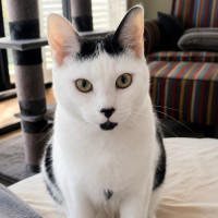 Photo of 👑 Kit 🐾