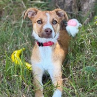 Photo of Soxy