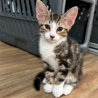 Photo of Merigold