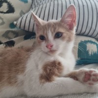 Photo of Daphne