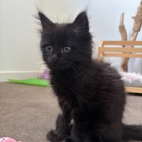 Photo of Vincent ^^Dandy Cat Rescue^^