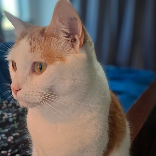 Photo of Luna