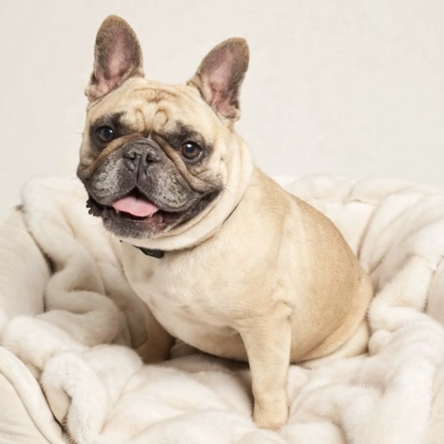 Photo of Honey