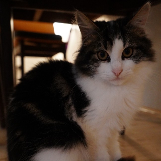 Photo of Teddy