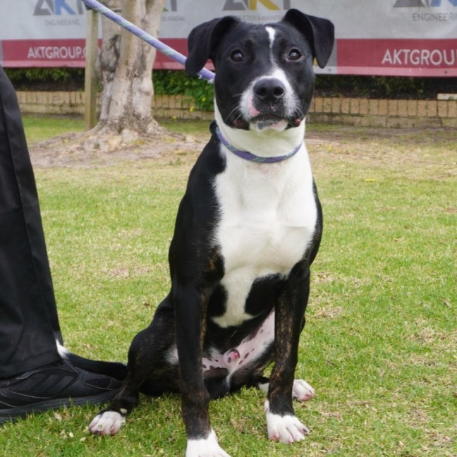 Photo of Jetson