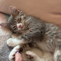 Photo of Cinder