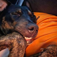Photo of Buddy
