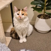 Photo of Foxy