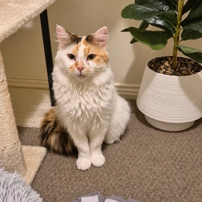 Photo of Foxy