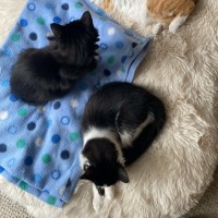 Photo of Sprout & Ferny (Located In Croydon South)