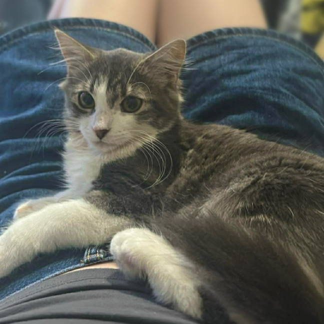 Photo of Renesmee   Meet Me @ Petstock Prahran 29/03