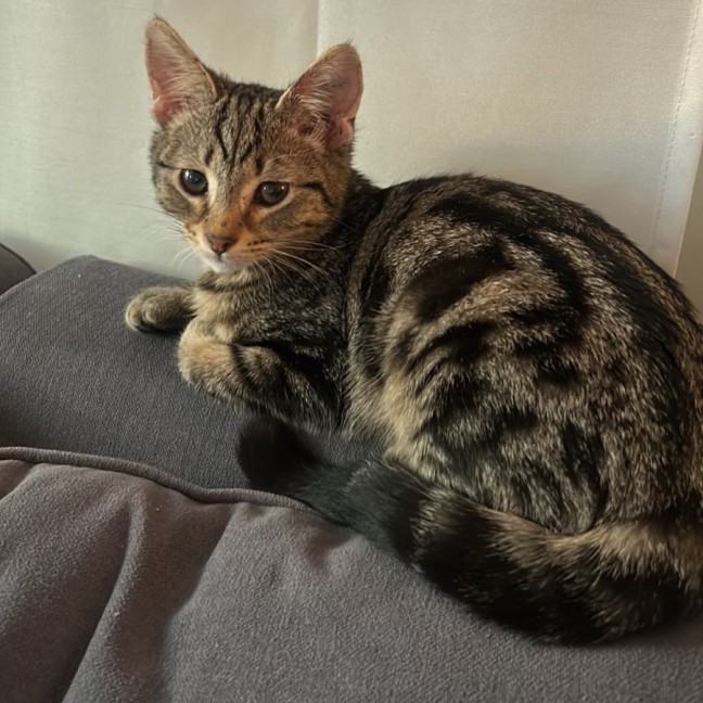 Photo of Lily *9 Lives Project Rescue*