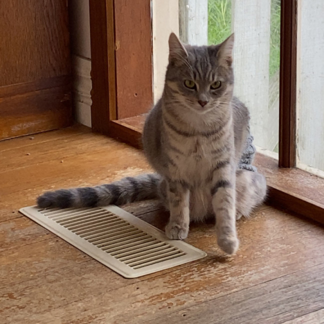 Photo of Hana   Located In Clayton