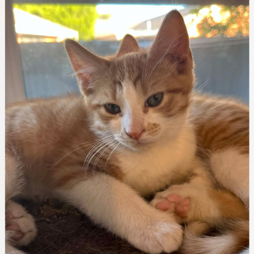 Washington  - Domestic Short Hair (DSH) Cat