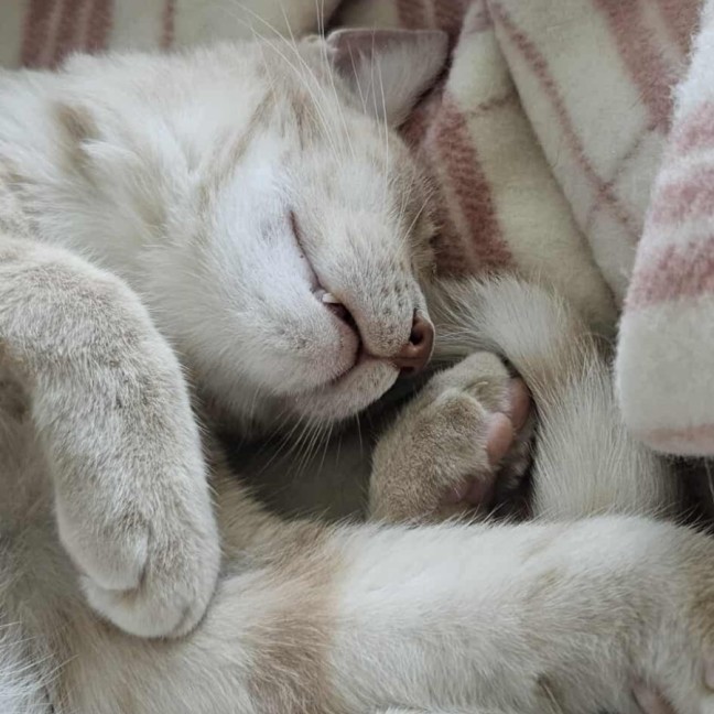 Photo of Stanley 