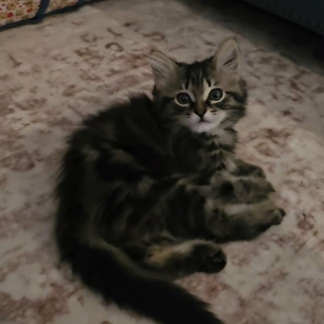 Photo of Jammy Dodger   Meet Me @ Petstock Prahran 15 Feb