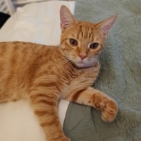 Photo of C1528 Morris