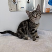 Photo of Saffron