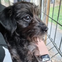 Photo of Topsy