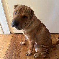 Photo of Sticky Date