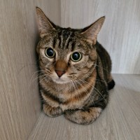 Photo of C1420 Bobbie