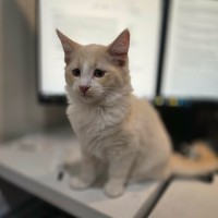 Photo of Alaska **2nd Chance Cat Rescue**