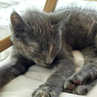 Photo of Maeve 