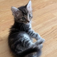 Photo of Oak