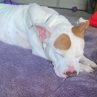 Photo of Patches