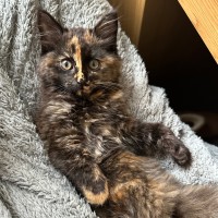 Photo of Reese's Pieces