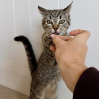 Photo of Trumpet