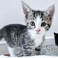 Photo of 🐱 Georgie 🐱