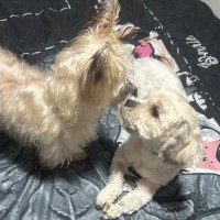 Photo of Fluffy 🐶🐕