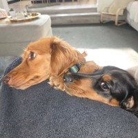 Photo of Ace And Pumpkin Bonded Pair