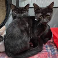 Photo of Arsh ** 2nd Chance Cat Rescue**