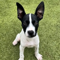 Photo of D1235 Valentino