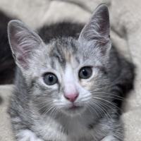 Photo of Mousey