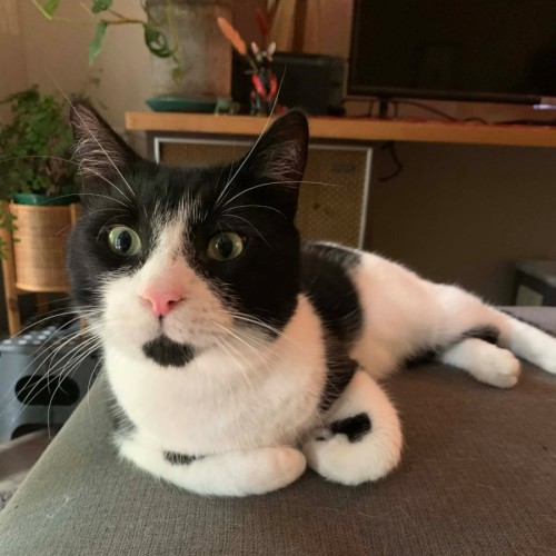 Taco - Domestic Short Hair (DSH) Cat