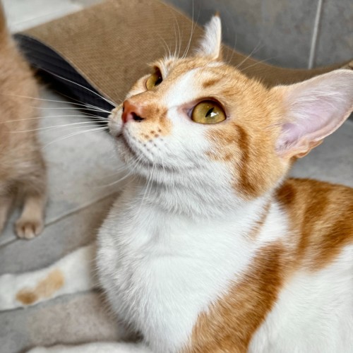 Peanut - Domestic Short Hair (DSH) Cat