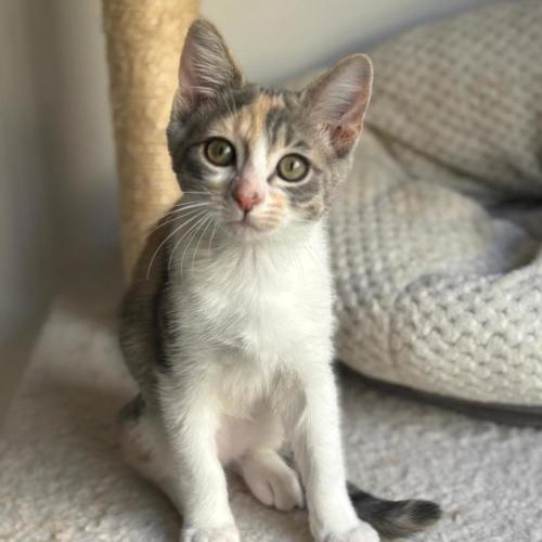 Bo Peep & Jessie - Domestic Short Hair (DSH) Cat