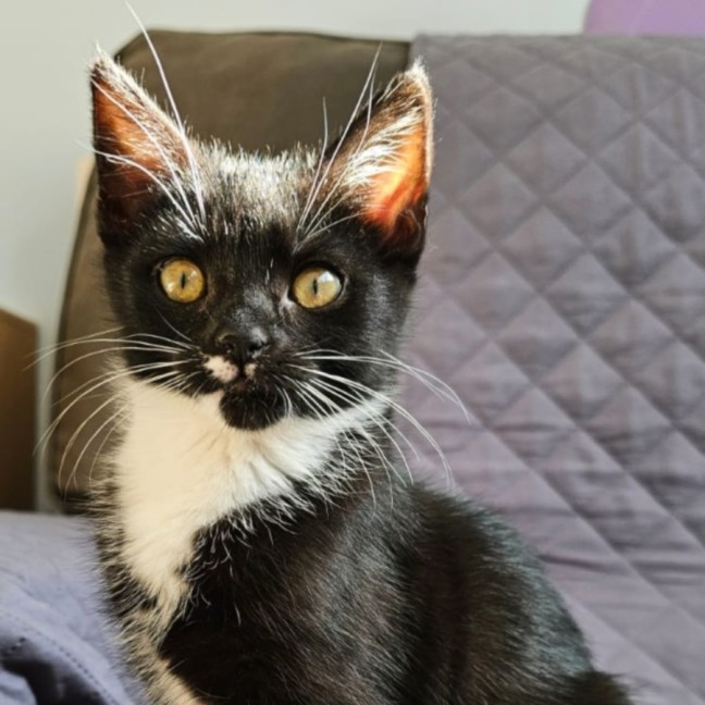 Photo of Bitsy ^^Dandy Cat Rescue^^