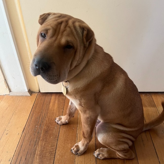 Photo of Sticky Date