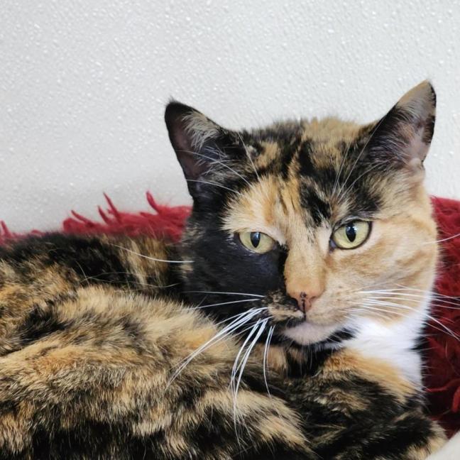 Photo of 🌖 Agatha 6518 🌖