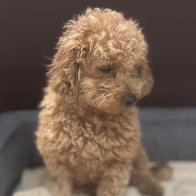 German Shepherd Mix South Carolina Dingo Dogs 101 Carolina Dog Xia - Main Image