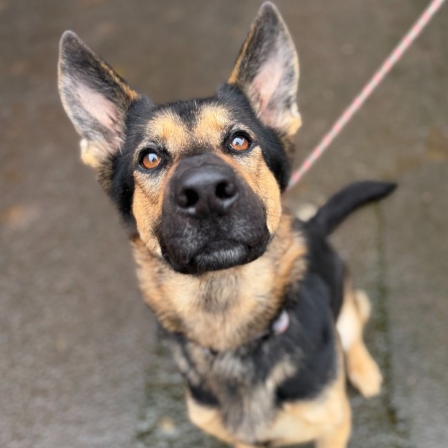 Photo of Nala