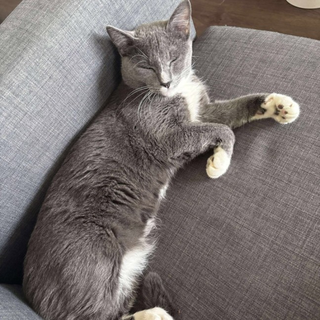 Photo of Mr. Grey 