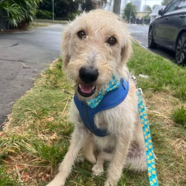 Photo of Maple