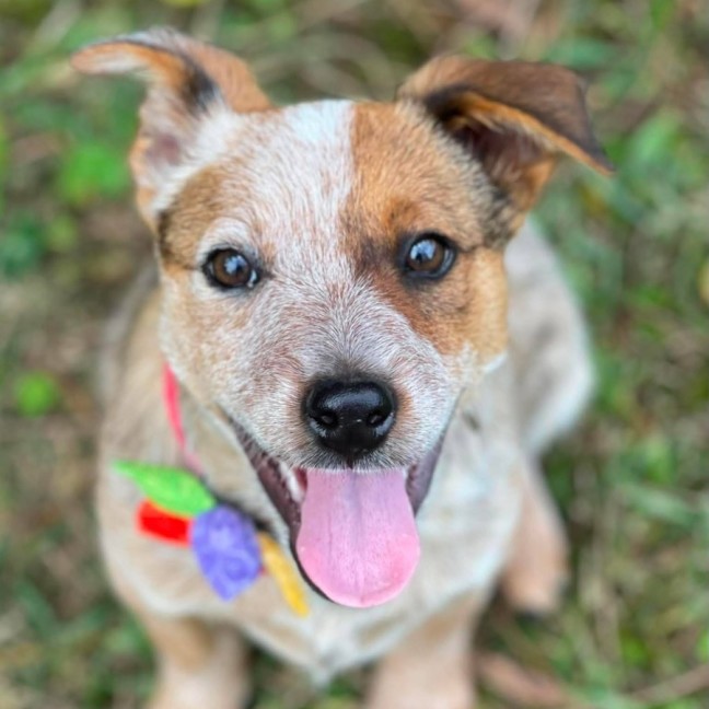 Photo of Gidget